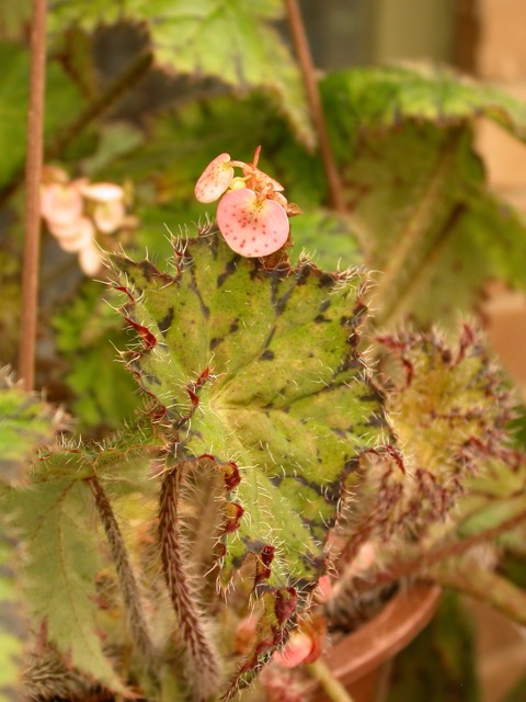 B. ‘San Bernadino’
